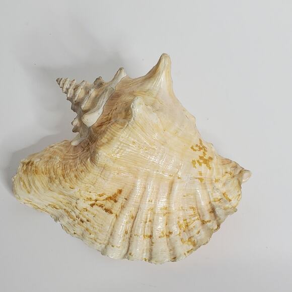 X-Large Pink Queen Conch Shell (6.5) Beach House Coastal Cottage Decor - Picture 1 of 4
